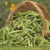 Broad Bean Aquadulce 